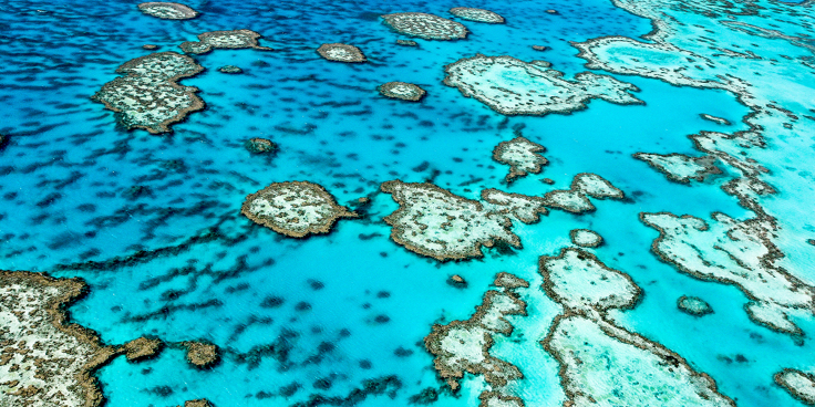Lo sbiancamento dei coralli: colpa del riscaldamento globale