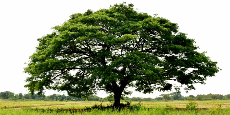 I grafi ad albero: impariamo a costruirli!
