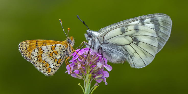 Speciale ambiente - La biodiversità per un futuro sostenibile