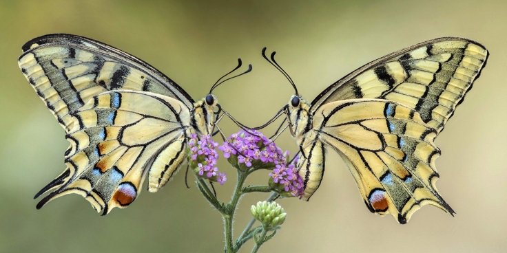 Si possono ancora scoprire nuove specie animali?