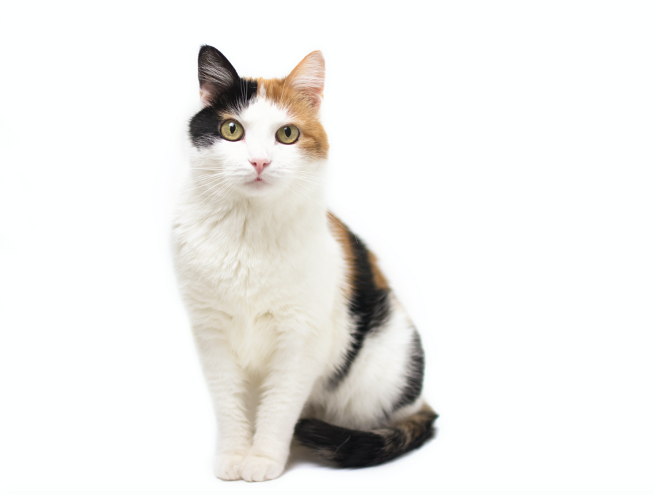 Come prevedere i geni e il sesso di un gatto dal colore del pelo