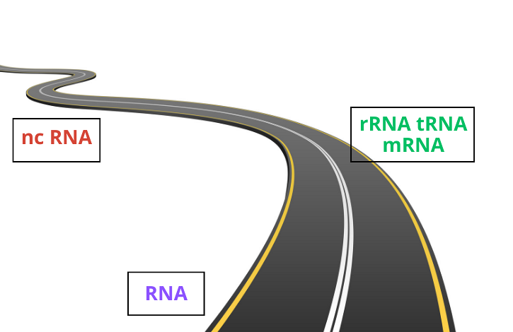 La lunga strada degli RNA
