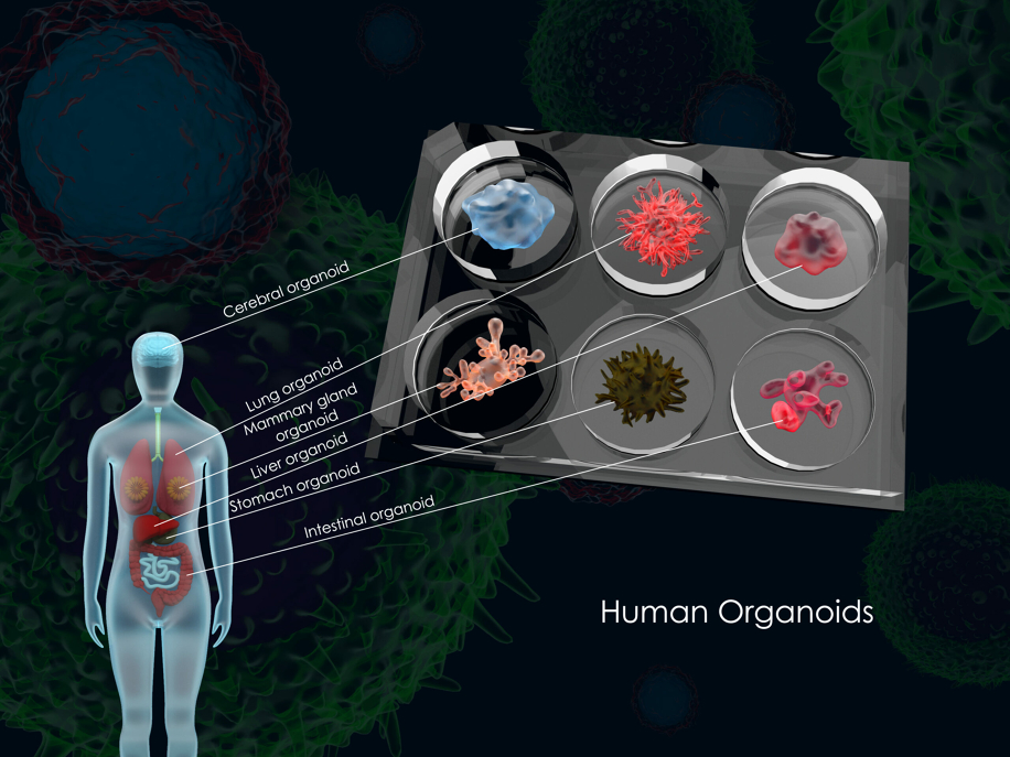 Coinvolgiamo e approfondiamo: gli organoidi