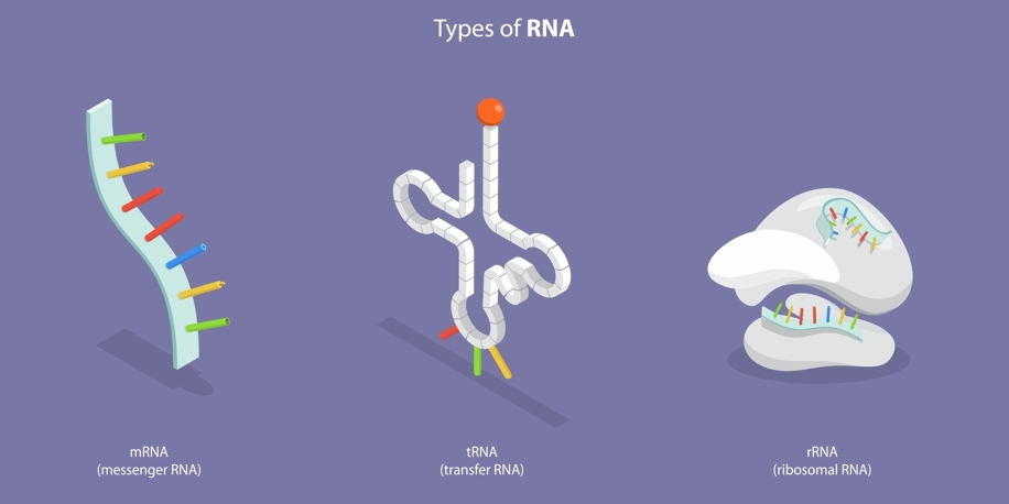 Le mille funzioni dell’RNA